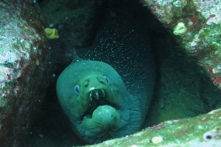 6 Days Galapagos Island Hopping With Diving