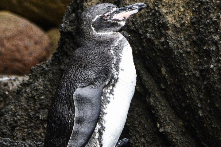 6 Days Galapagos Island Hopping With Diving