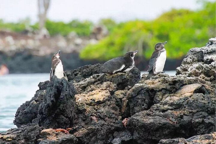 6 Days Galapagos Island Hopping With Diving