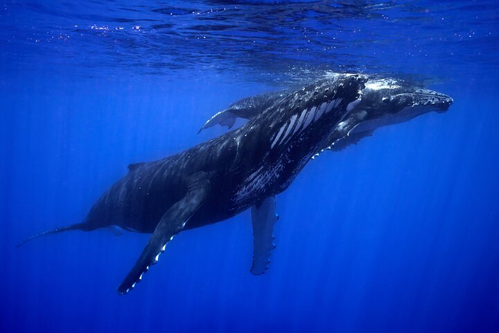 WHALE TOUR - Watching and Swimming with Whales