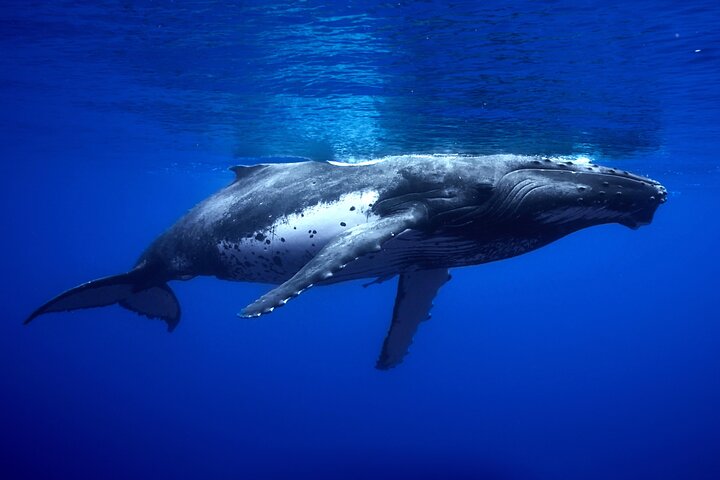 WHALE TOUR - Watching and Swimming with Whales