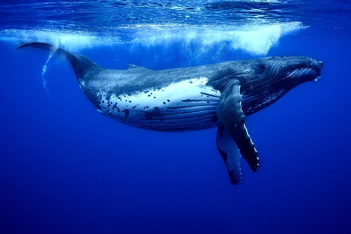 WHALE TOUR - Watching and Swimming with Whales