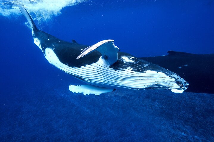 WHALE TOUR - Watching and Swimming with Whales