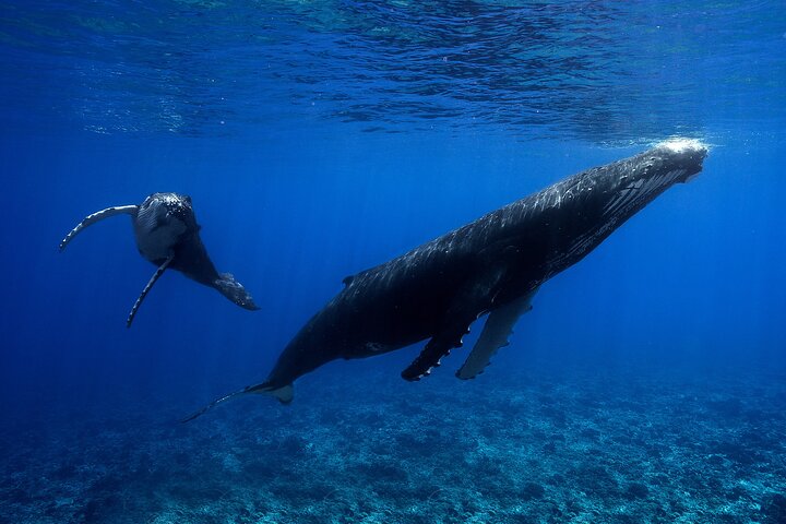 WHALE TOUR - Watching and Swimming with Whales