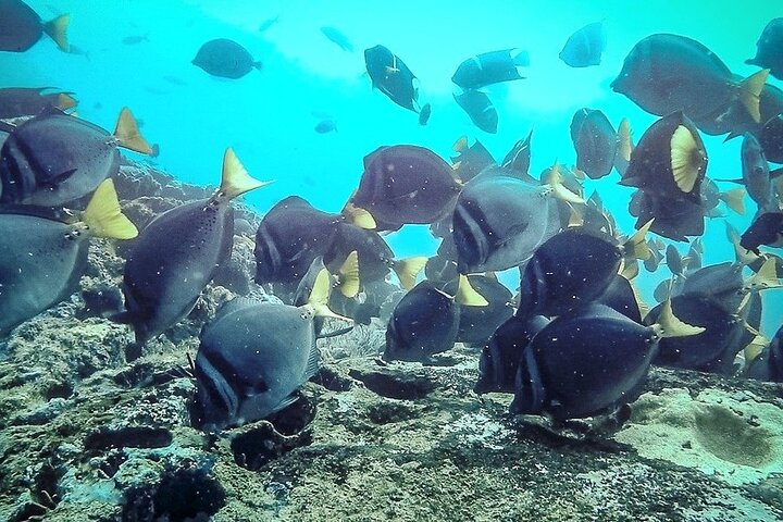 8 Day Galapagos Island Hopping For Divers
