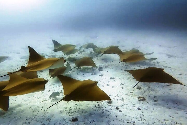 6 Days Galapagos Island Hopping With Diving