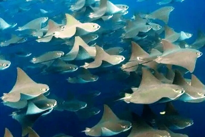 6 Days Galapagos Island Hopping With Diving