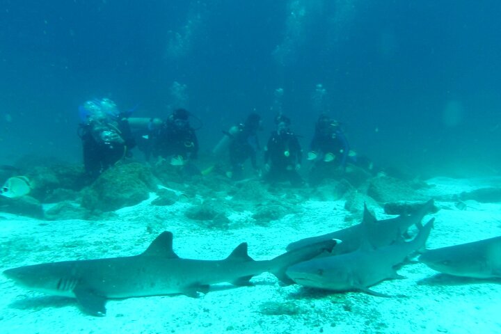 6 Days Galapagos Island Hopping With Diving