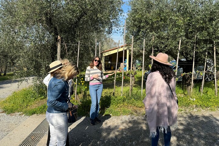 Private wine tour on the magical hills of Lucca with sommelier