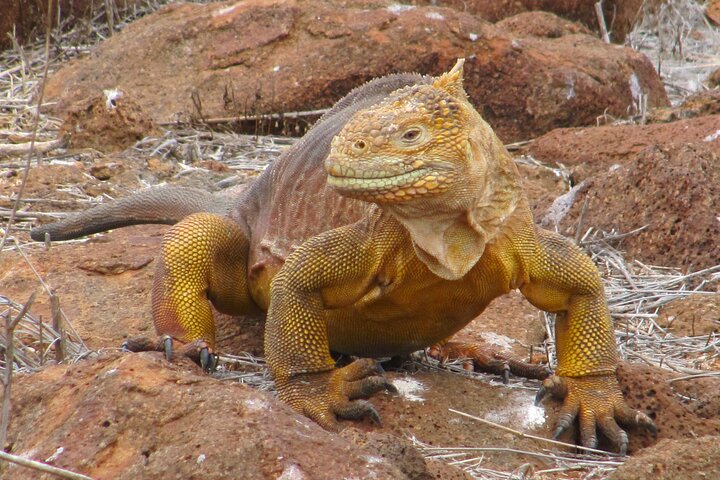 North Seymour and Bachas or Mosquera Beach Yacht Day Tour