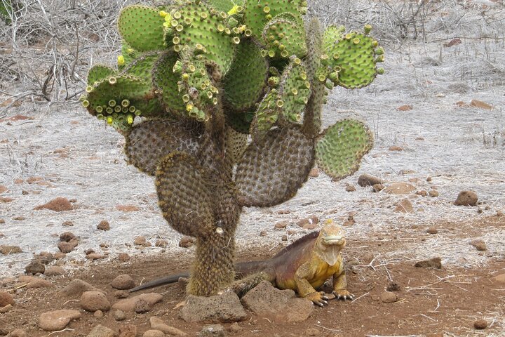 North Seymour and Bachas or Mosquera Beach Yacht Day Tour