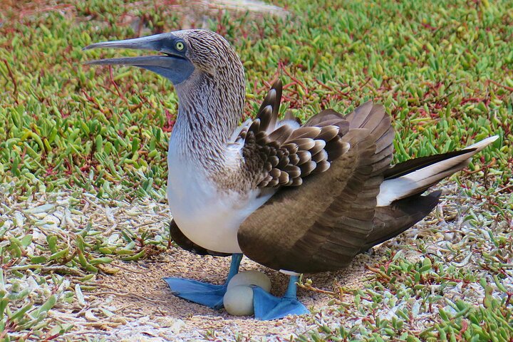 North Seymour and Bachas or Mosquera Beach Yacht Day Tour