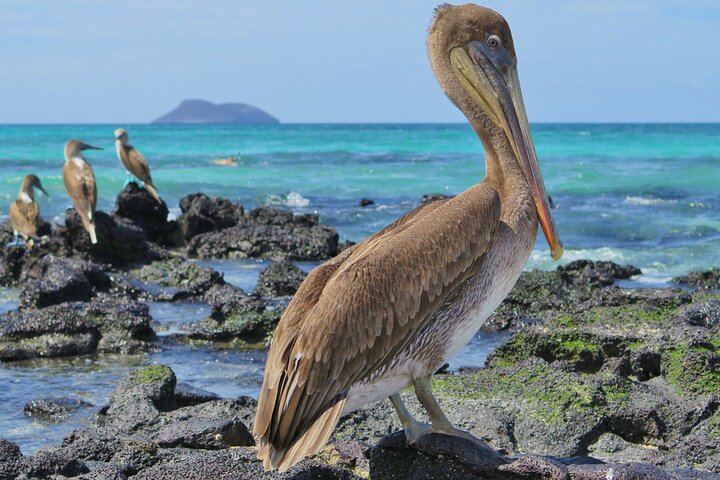 North Seymour and Bachas or Mosquera Beach Yacht Day Tour
