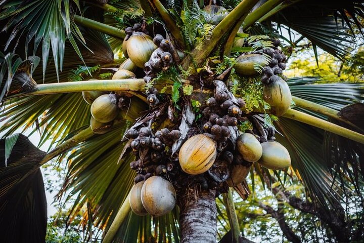 Discover Praslin Island Tour - 04 hours