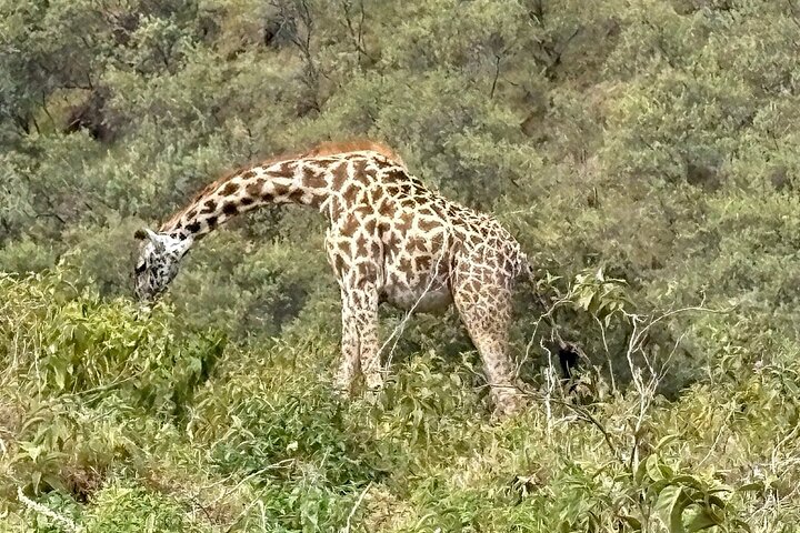 Hell's Gate Cycling Tour & Lake Naivasha Boat Ride from Nairobi