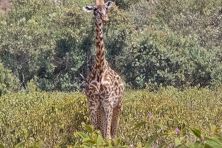 Hell's Gate Cycling Tour & Lake Naivasha Boat Ride from Nairobi