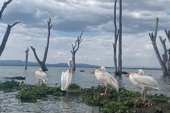 Hell's Gate Cycling Tour & Lake Naivasha Boat Ride from Nairobi
