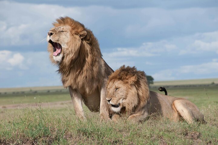 Day Tour to Maasai Mara Reserve From Nairobi