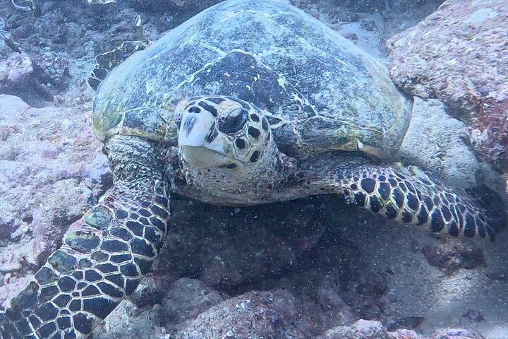 Half Day Creek Safari and Snorkeling Adventure in Mombasa