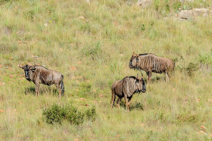 Day Tour to Maasai Mara Reserve From Nairobi