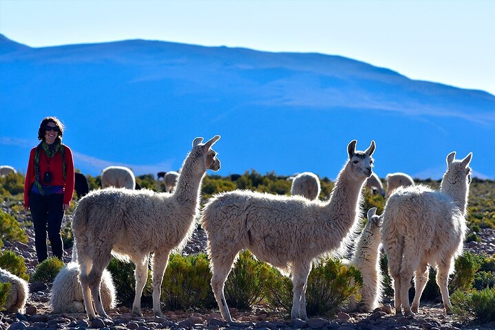 Chungará Lake & Lauca Park Tour from Arica with Lunch