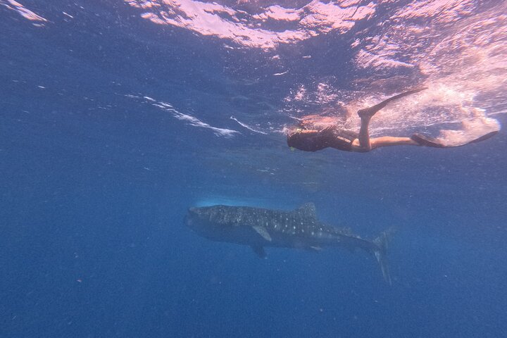 Whale Shark Tour from Cancun, Playa del Carmen, Tulum and Riviera Maya
