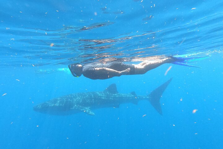 Whale Shark Tour from Cancun, Playa del Carmen, Tulum and Riviera Maya