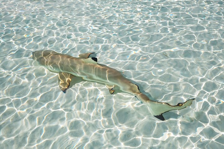 3-Hour Snorkeling Tour