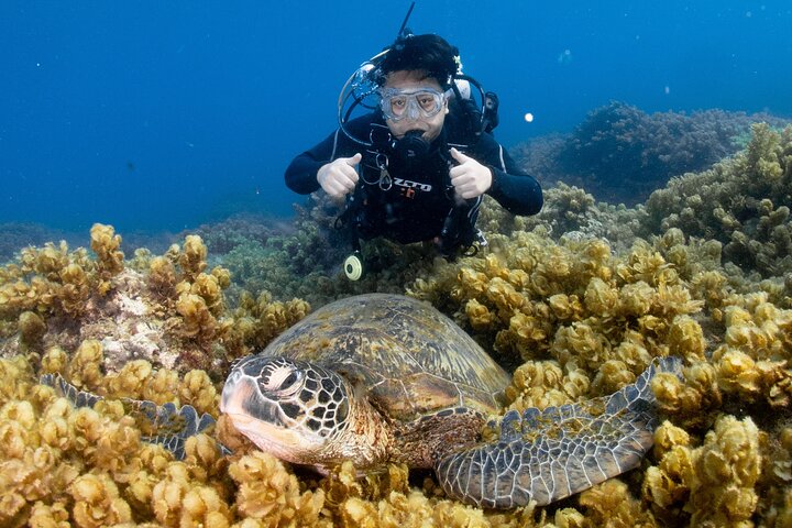 Discover Scuba Diving With Sea Turtles –No certification required