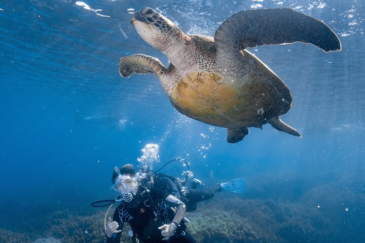 Discover Scuba Diving With Sea Turtles –No certification required