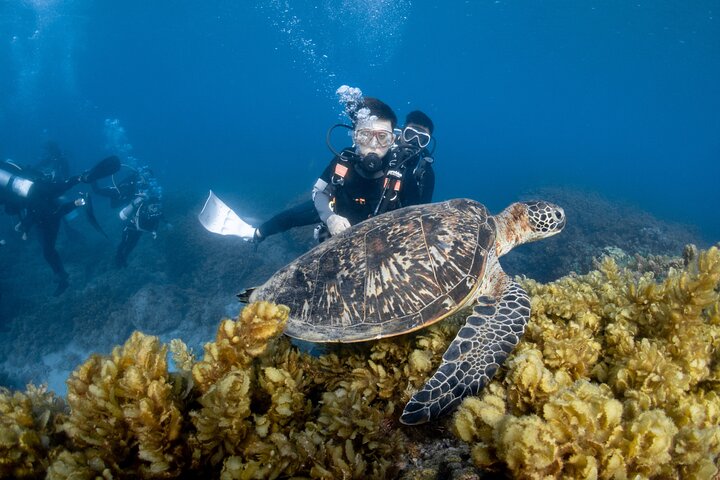 Discover Scuba Diving With Sea Turtles –No certification required