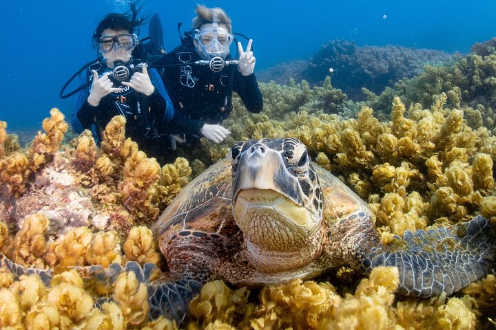 Discover Scuba Diving With Sea Turtles –No certification required