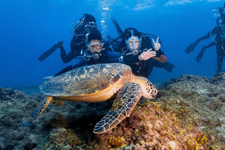 Discover Scuba Diving With Sea Turtles –No certification required