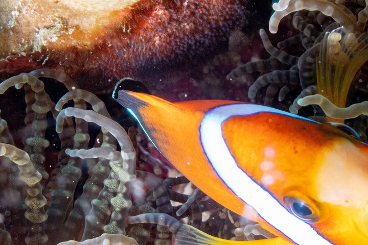 Discover Scuba Diving With Sea Turtles –No certification required