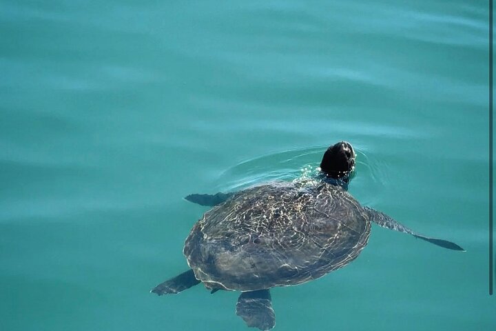 Blue Lagoon cruise: giant slide & Paphos hotel transfers