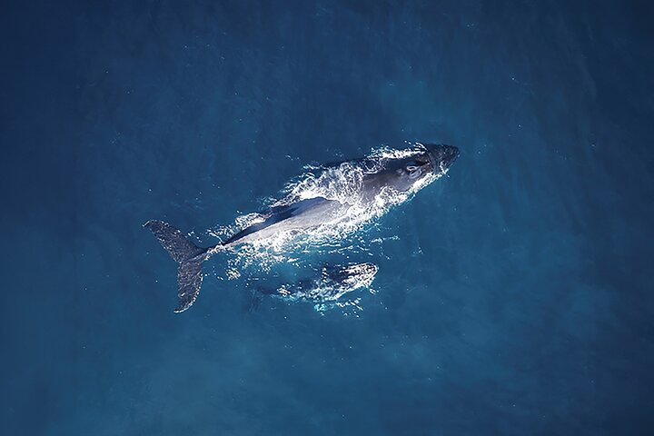 Tadoussac/Charlevoix: Whale Watching Tour
