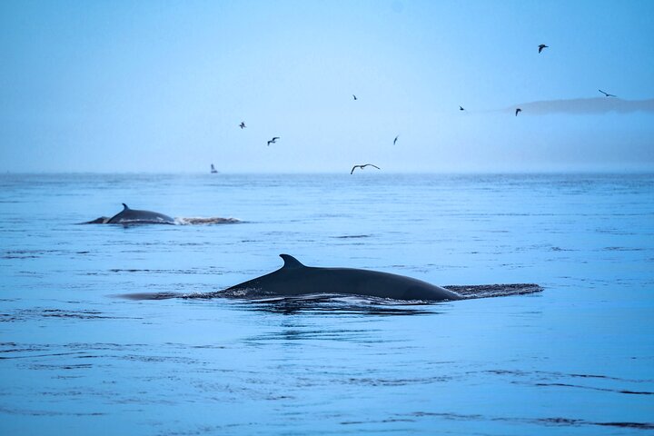 Tadoussac/Charlevoix: Whale Watching Tour