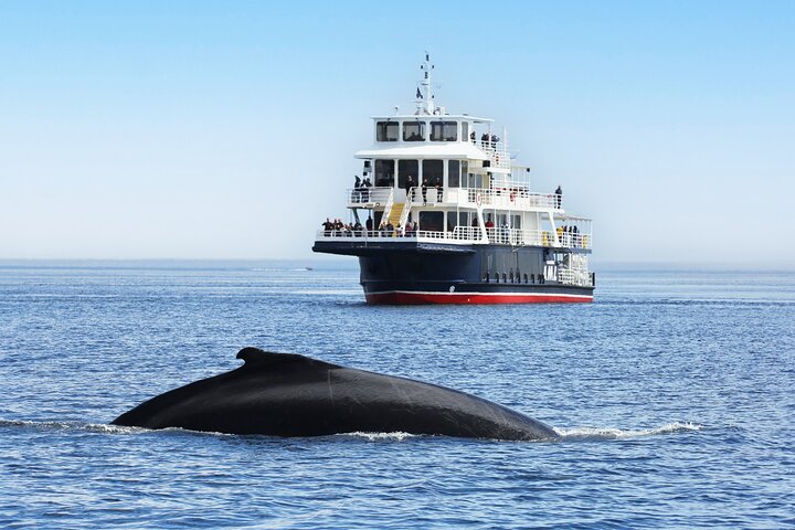 Tadoussac/Charlevoix: Whale Watching Tour