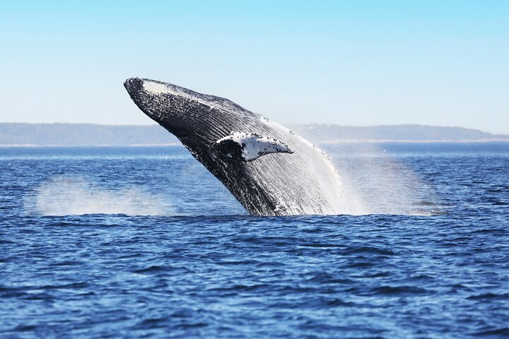 Tadoussac/Charlevoix: Whale Watching Tour