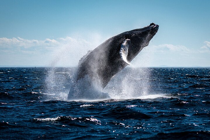 Tadoussac/Charlevoix: Whale Watching Tour