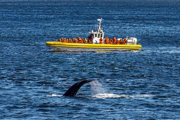 Tadoussac/Charlevoix: Whale Watching Tour