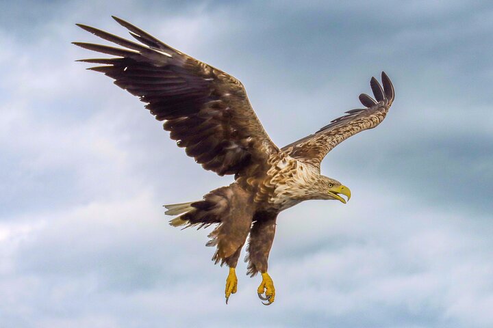 Sea Eagle and Seal Safari from Henningsvaer