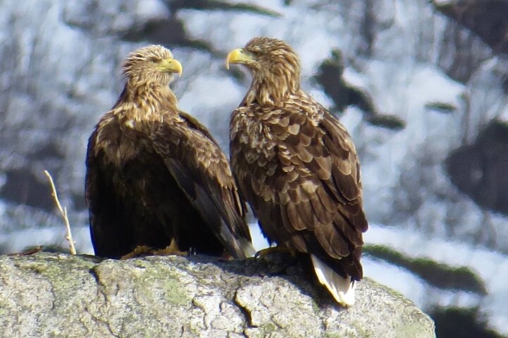 Sea Eagle and Seal Safari from Henningsvaer