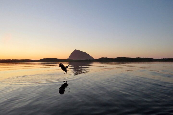 Sea Eagle and Seal Safari from Henningsvaer
