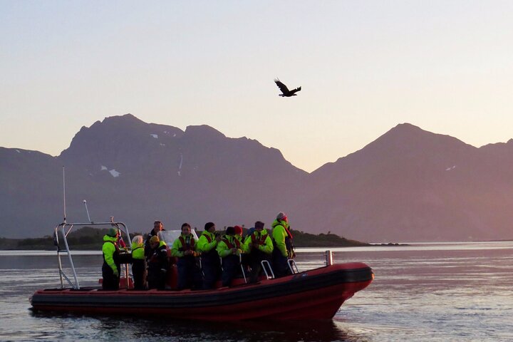 Sea Eagle and Seal Safari from Henningsvaer