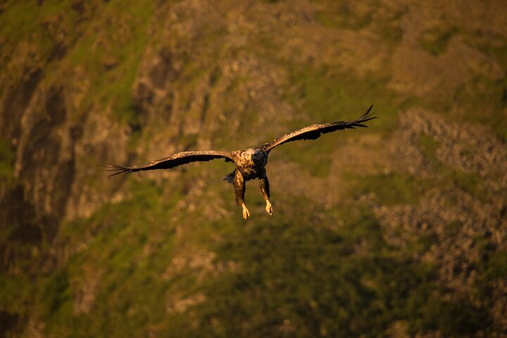 Sea Eagle and Seal Safari from Henningsvaer