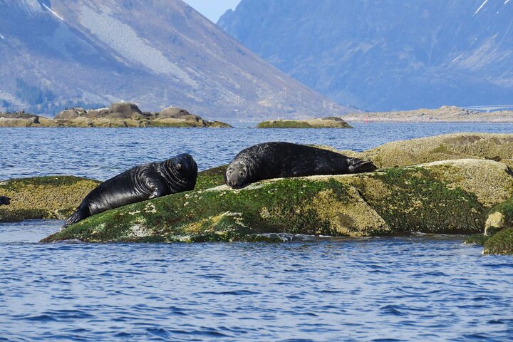 Sea Eagle and Seal Safari from Henningsvaer