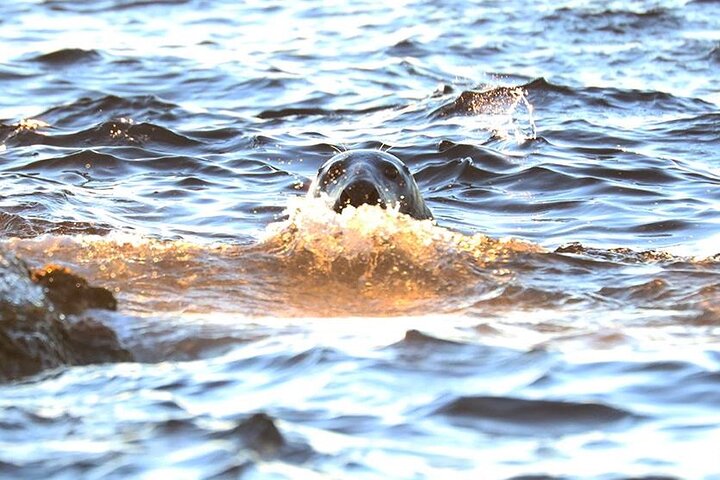 Sea Eagle and Seal Safari from Henningsvaer
