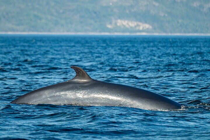 Québec City: Whale Watching Tour with Bus Transportation