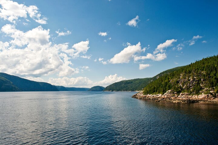 Québec City: Whale Watching Tour with Bus Transportation